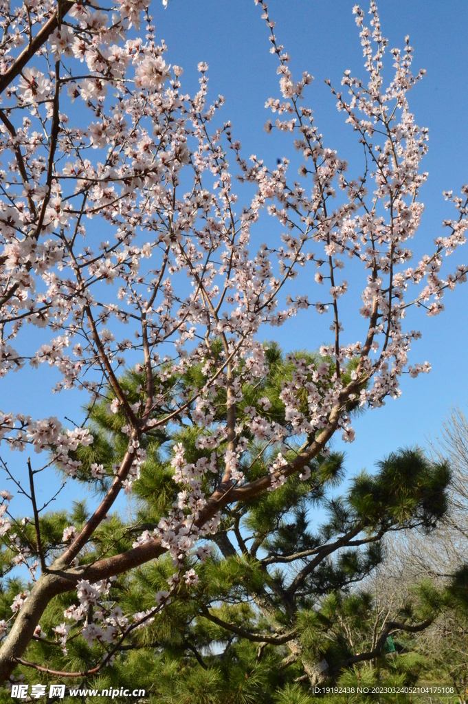 山桃花 