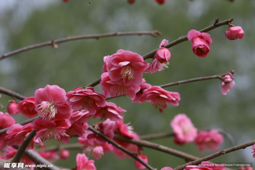 梅花