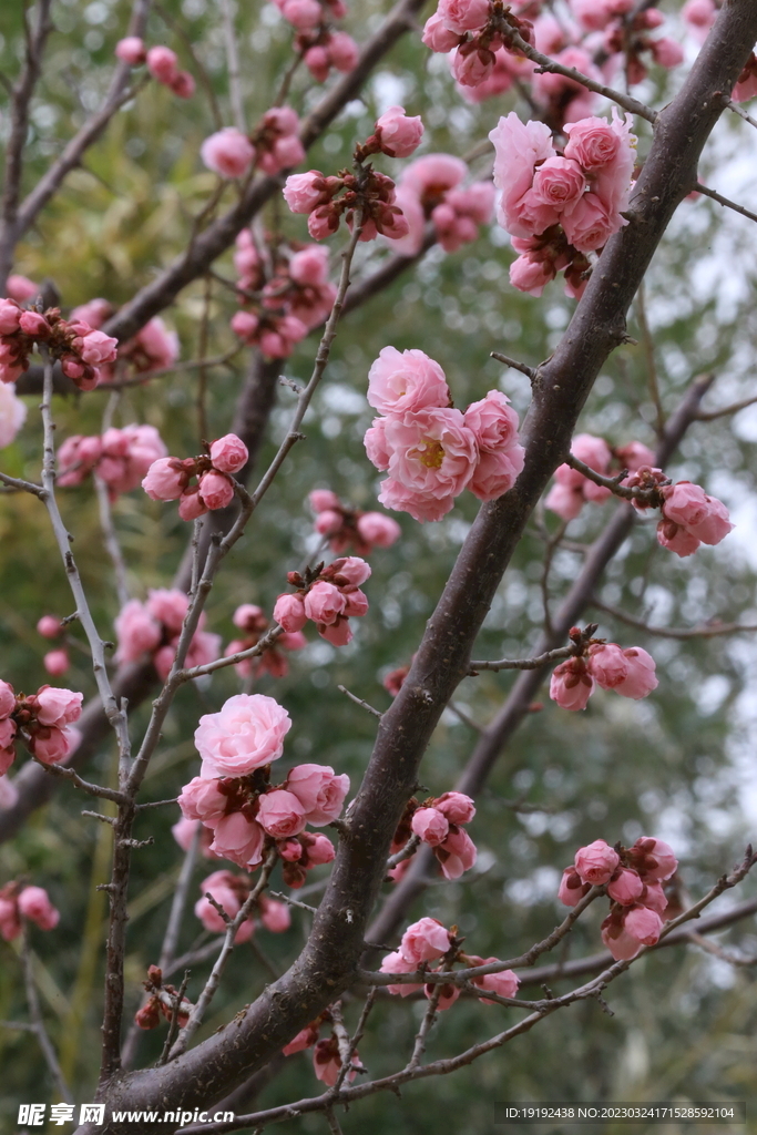梅花