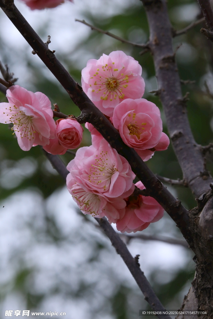 梅花
