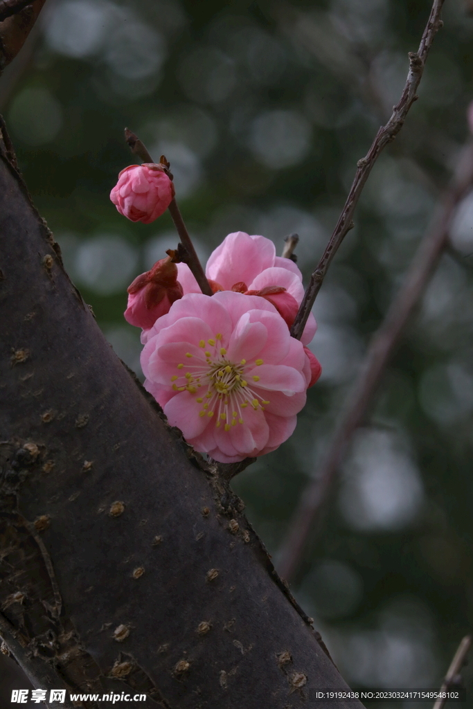 梅花 