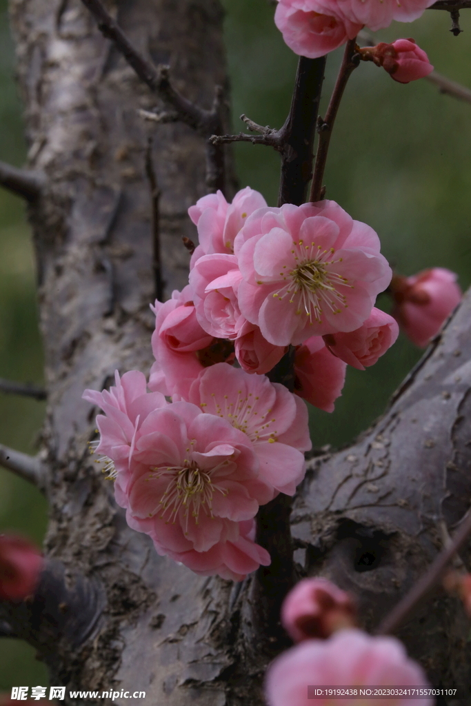 梅花 