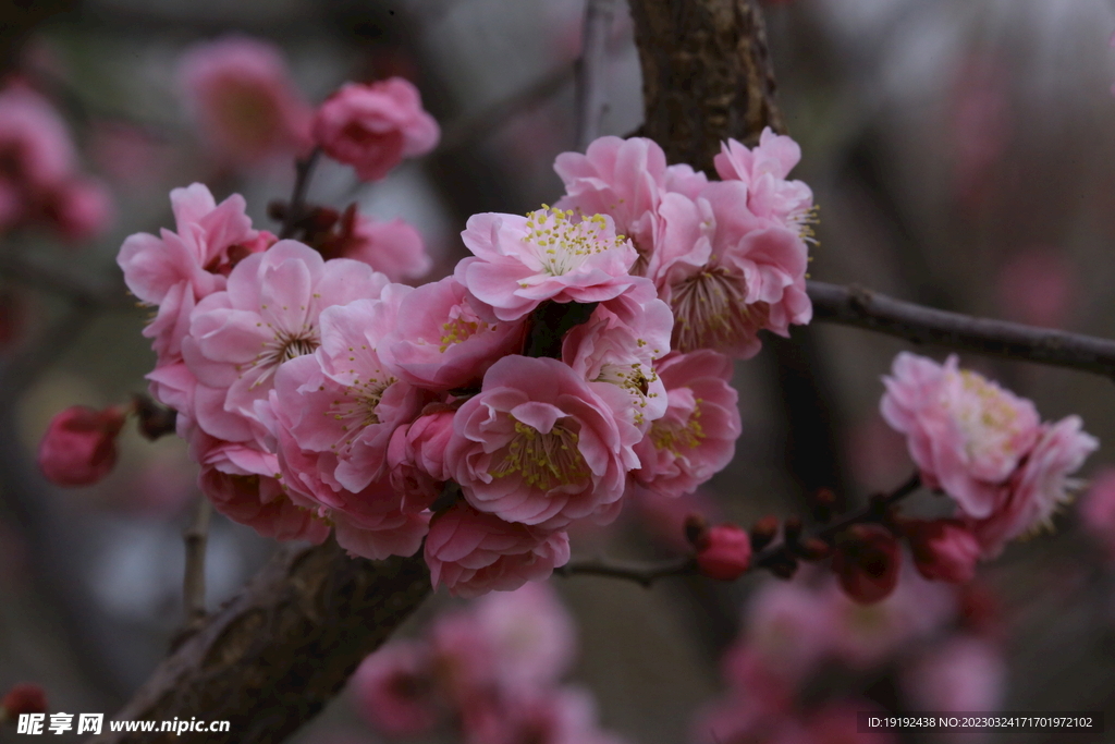 梅花 