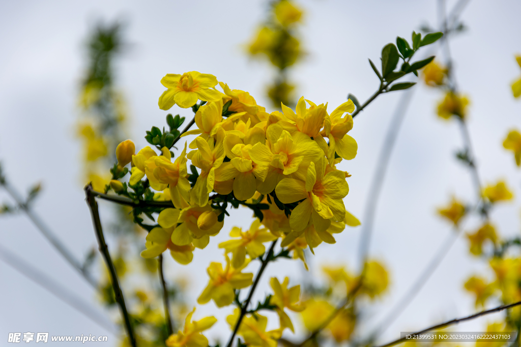 迎春花