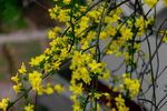 迎春花