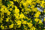 迎春花