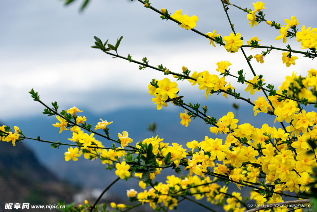 迎春花