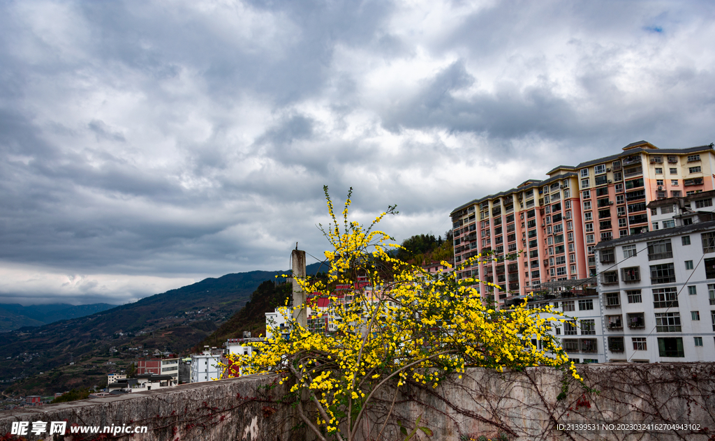 迎春花和楼房