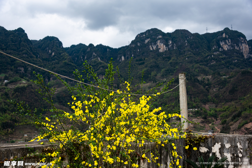 迎春花