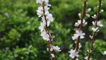 樱桃花