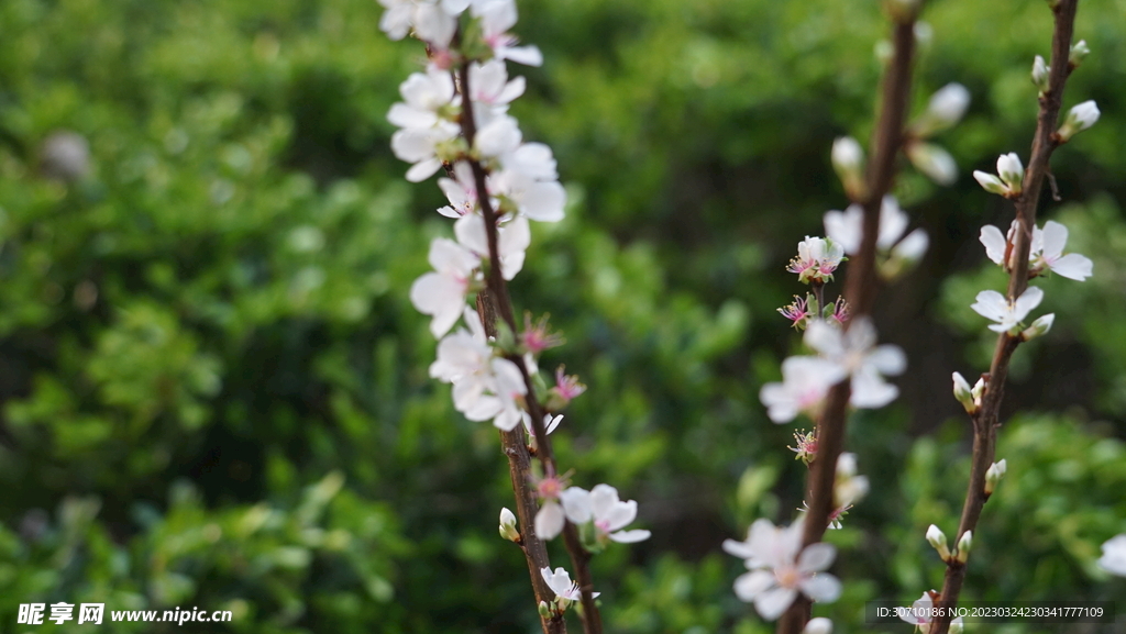 樱桃花