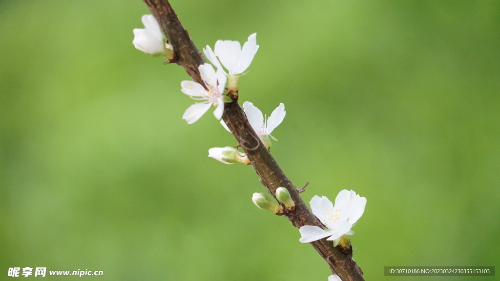 樱桃花