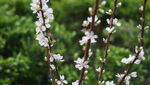 樱桃花