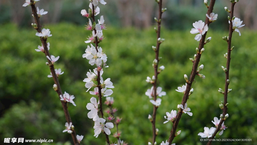 樱桃花