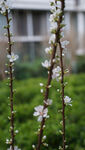 樱桃花