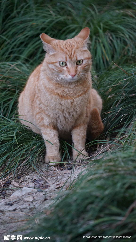 猫