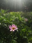 花摄影