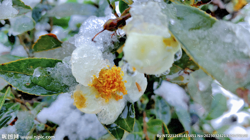 大雪中盛开的茶花