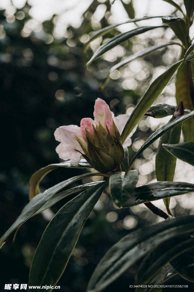 假杜鹃花