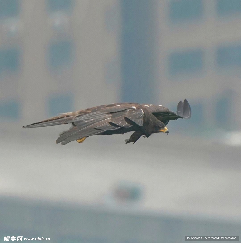 鸟