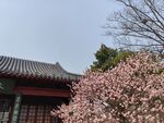 梅花  