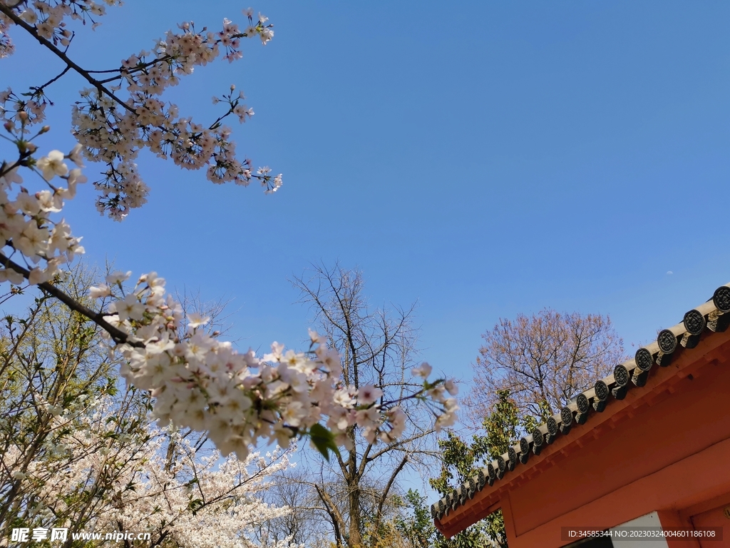 樱花   