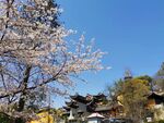 鸡鸣寺