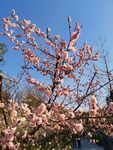 梅花   