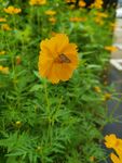 蝶恋花