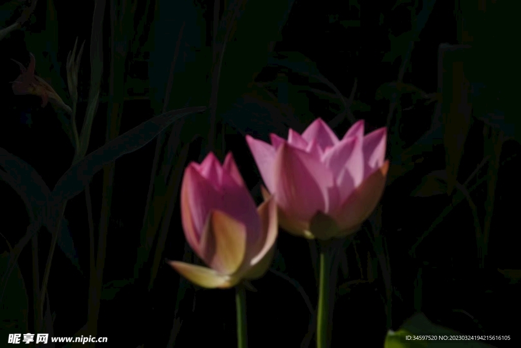 荷花