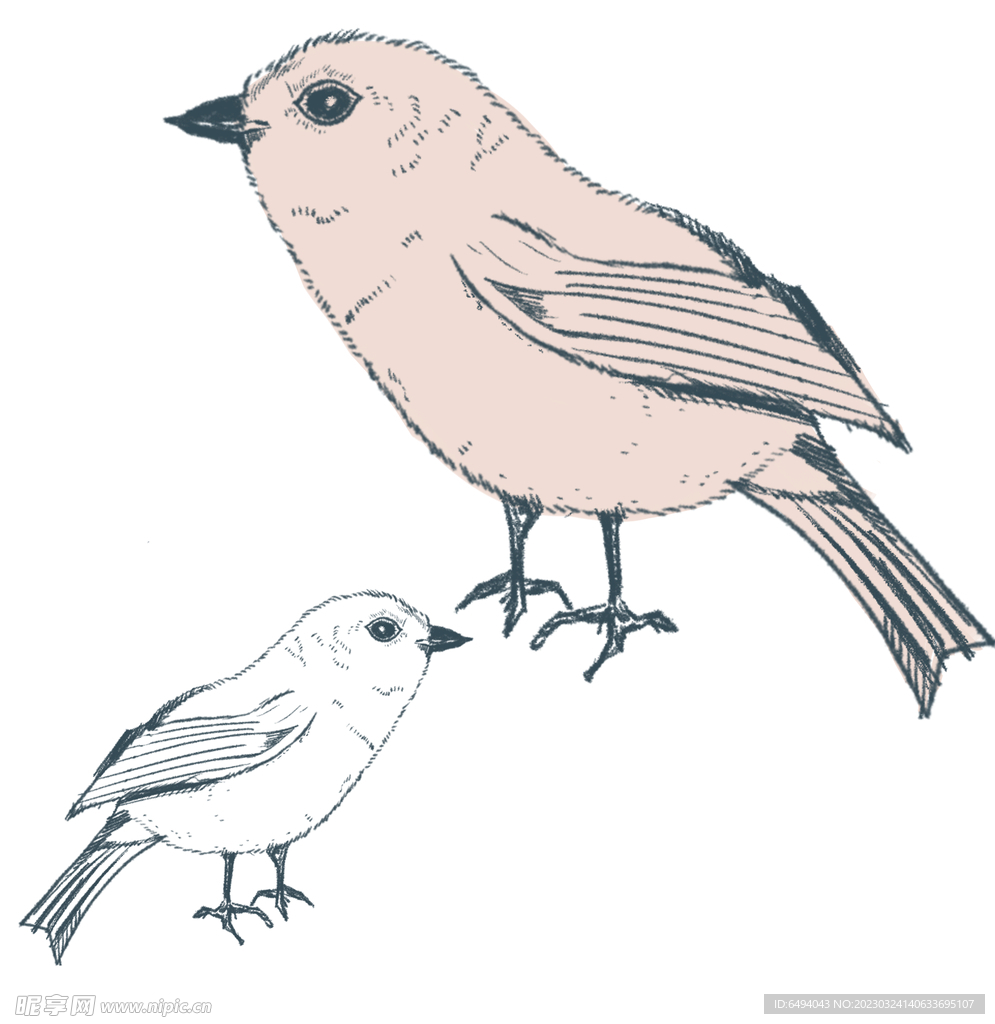 可爱小鸟插画手绘鸟钢笔画