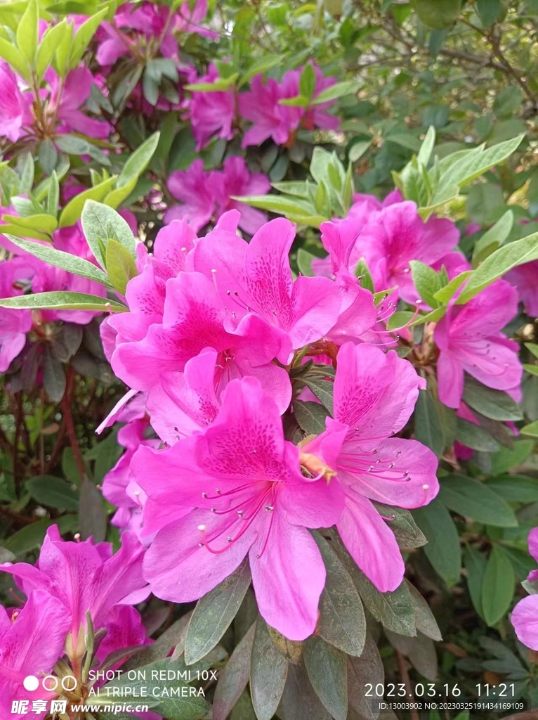 粉色杜鹃花