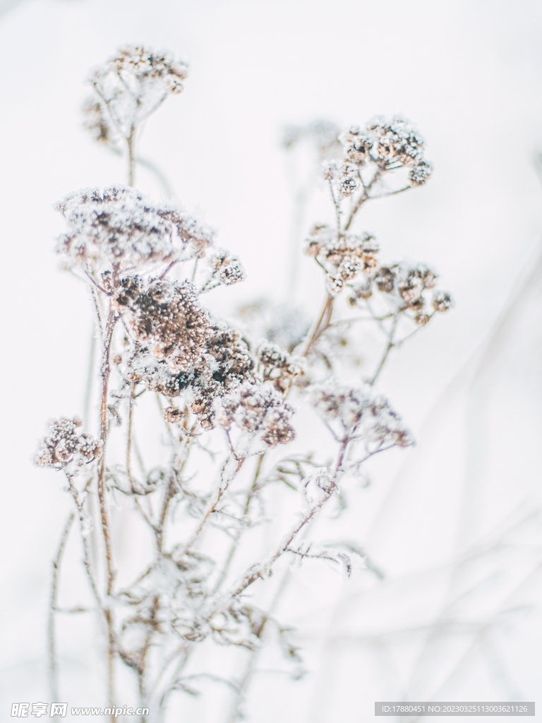鲜花