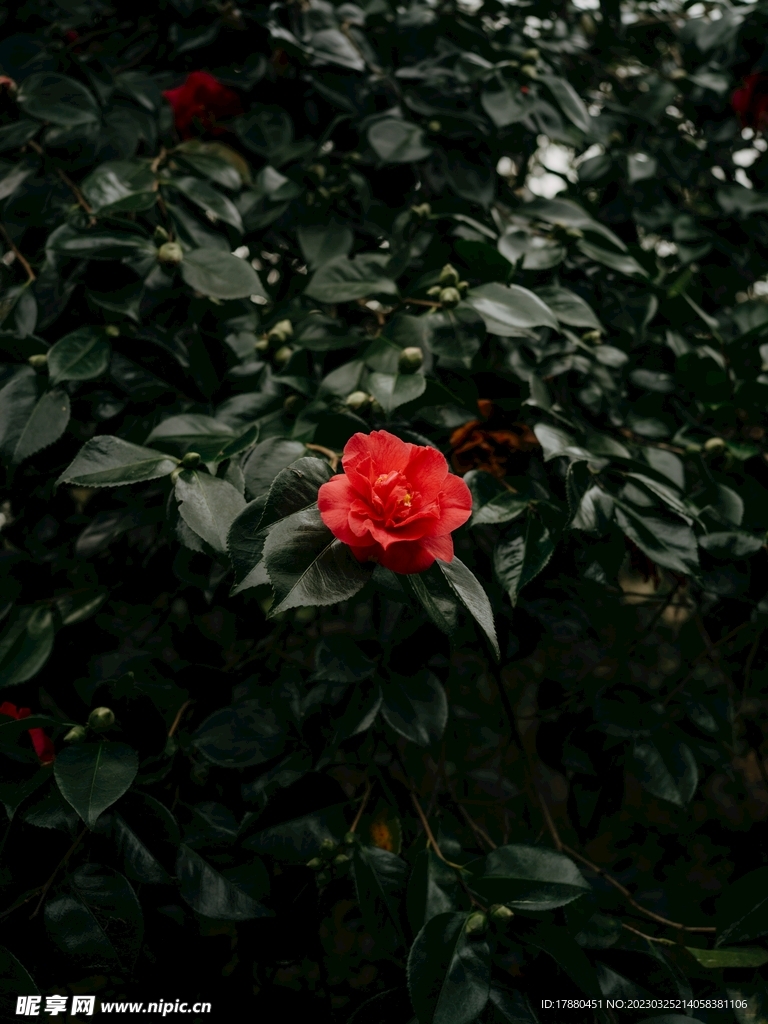 山茶