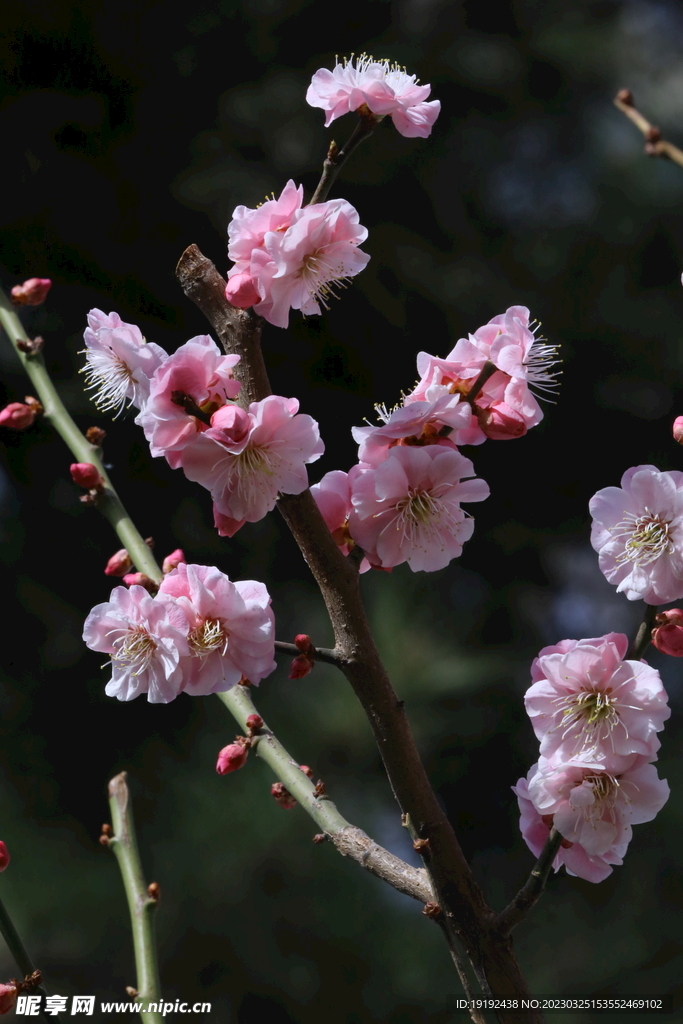 梅花 
