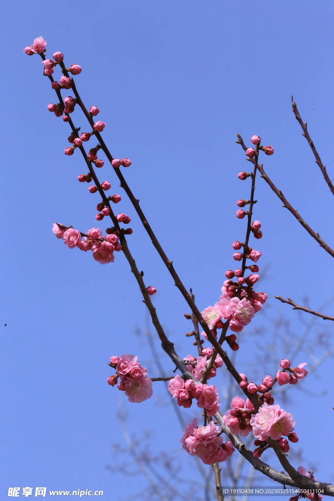 梅花 