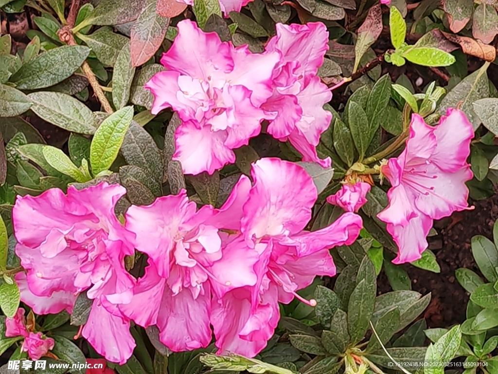 杜鹃花 