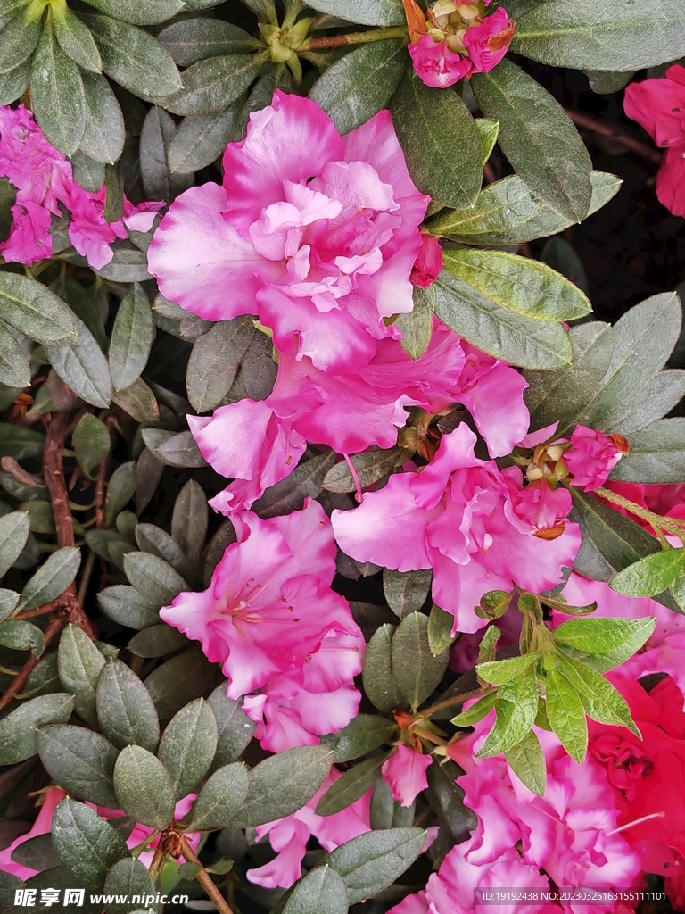 杜鹃花  