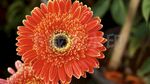 非洲菊