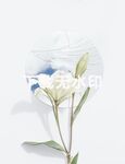 白色兰花
