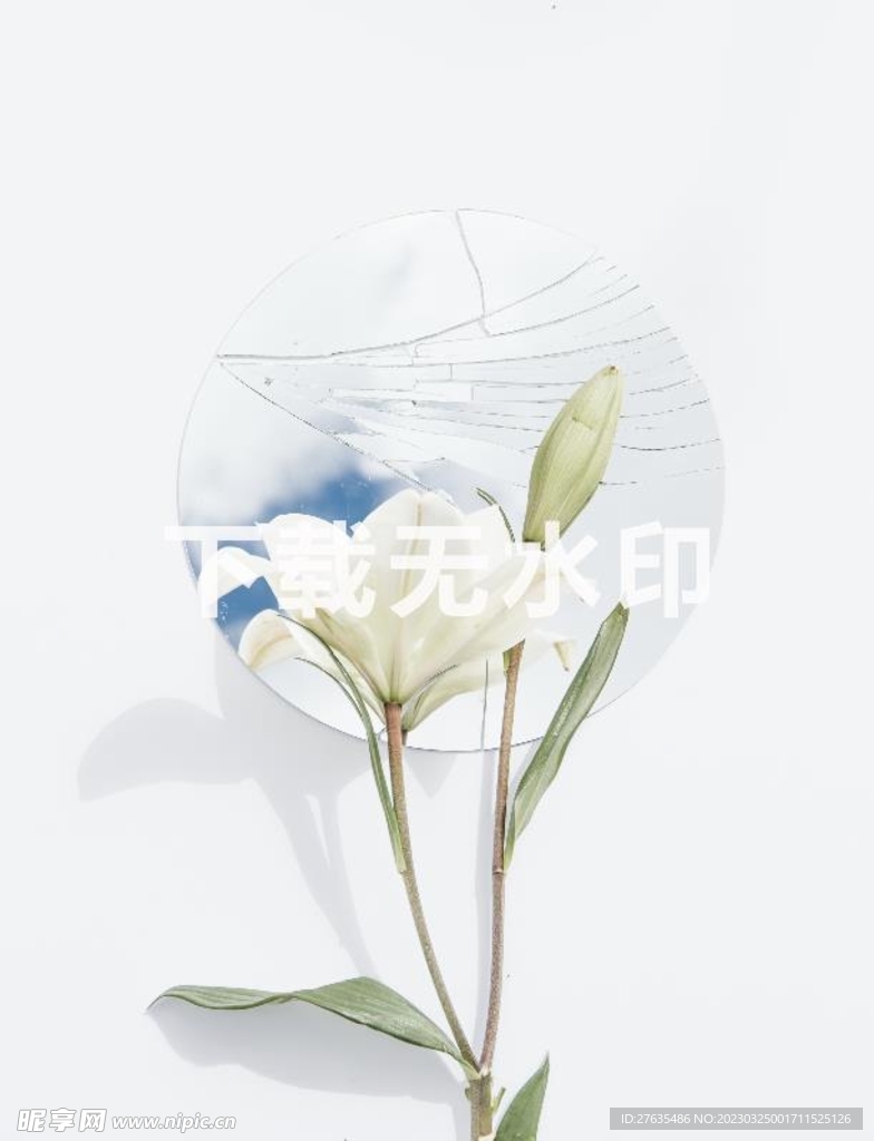 白色兰花