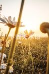 阳光花丛