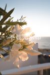 鲜花阳台