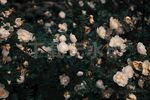 白色花丛