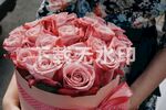 粉色玫瑰
