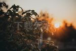 夕阳花丛