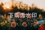 花丛阳光