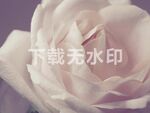 月季