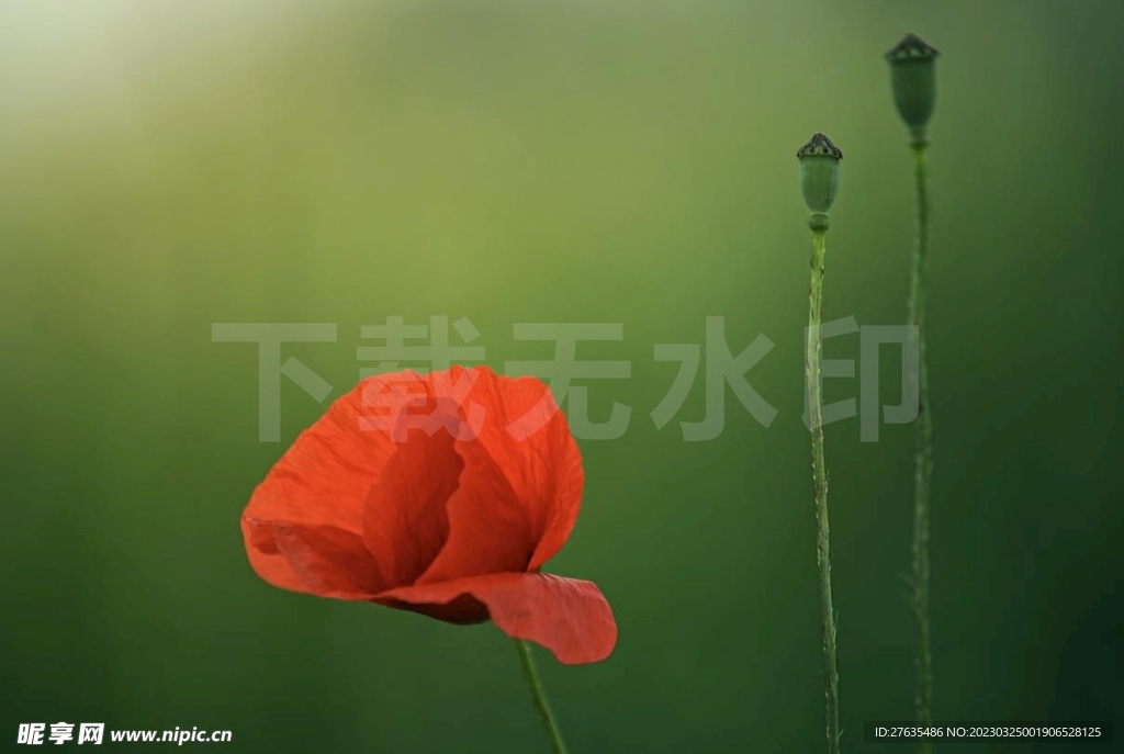 虞美人