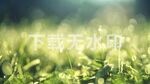 阳光青草